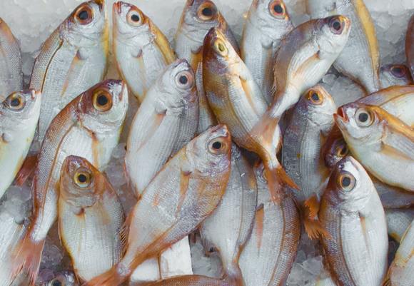 Catch fish fish market fishing 229789